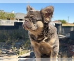 Small #25 French Bulldog