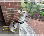 Small #4 Labrador Retriever Mix