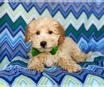 Small Photo #4 Labradoodle Puppy For Sale in KIRKWOOD, PA, USA