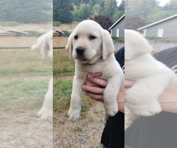 Medium Photo #15 Labrador Retriever Puppy For Sale in OLYMPIA, WA, USA