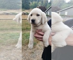 Small #14 Labrador Retriever