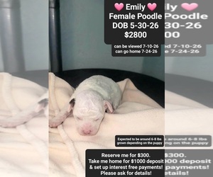 Poodle (Toy) Puppy for sale in TUCSON, AZ, USA