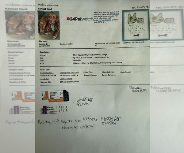 Medium Photo #3 Mutt Puppy For Sale in Canton, CT, USA