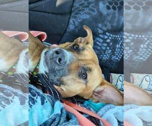 Maggie - Female Boxador Dog for Adoption