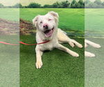 Small Australian Shepherd Mix
