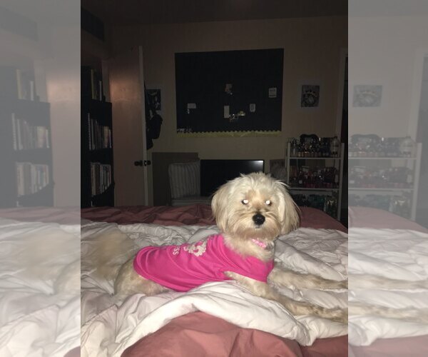 Medium Photo #1 Bichon Frise-Unknown Mix Puppy For Sale in Chandler, AZ, USA