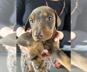 Doberman Pinscher Puppy for sale in OAKLAND, CA, USA