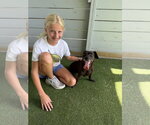 Small #2 Chiweenie