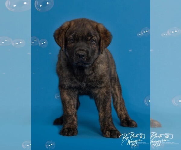 Medium Photo #2 Chesapeake Bay Retriever-Unknown Mix Puppy For Sale in Winter Park, CO, USA