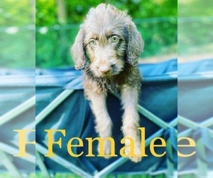 Labradoodle Puppy for sale in THOMASVILLE, GA, USA