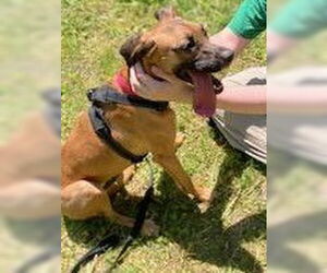 Hattie, loves to cuddle - Female Black Mouth Cur-Labrador Retriever Mix Dog for Adoption - Photo #2