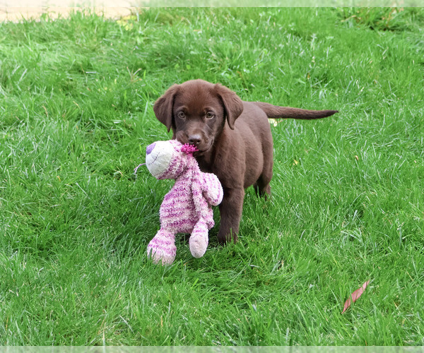 Medium Photo #6 Labrador Retriever Puppy For Sale in SYRACUSE, IN, USA
