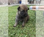 Small Photo #24 German Shepherd Dog Puppy For Sale in ROSHARON, TX, USA