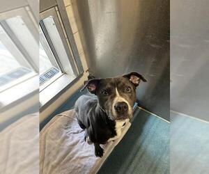 American Pit Bull Terrier Dogs for adoption in Pearland, TX, USA