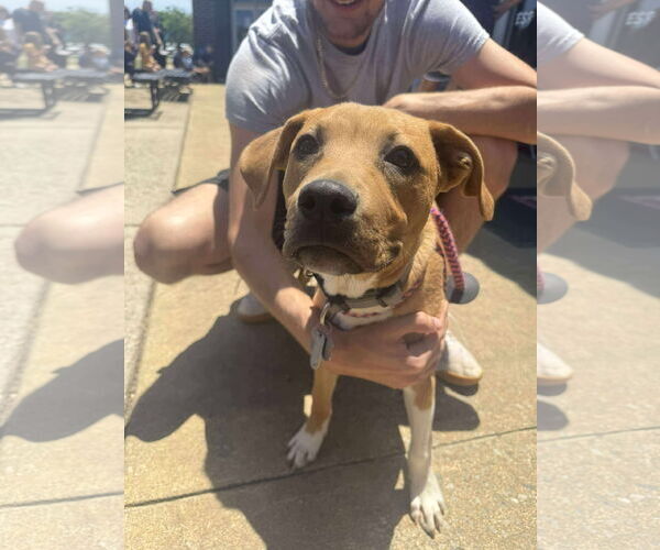 Medium Photo #6 American Staffordshire Terrier Puppy For Sale in Holly Springs, NC, USA