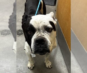 American Bulldog Dogs for adoption in Forestville, MD, USA