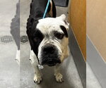 Small American Bulldog