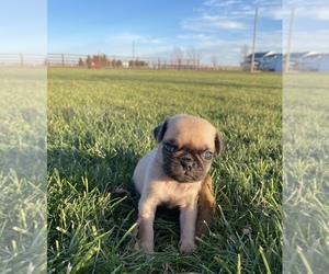 Pug Puppy for sale in SULLIVAN, IL, USA