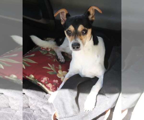 Medium Photo #2 Rat Terrier-Unknown Mix Puppy For Sale in Bandera, TX, USA