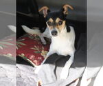 Small #1 Rat Terrier Mix