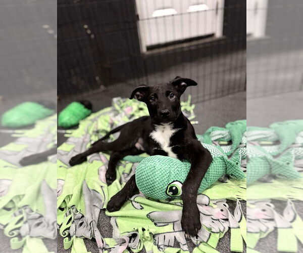 Medium Photo #1 Holland Shepherd-Unknown Mix Puppy For Sale in Imlay City, MI, USA