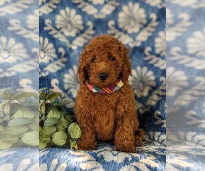 Goldendoodle (Miniature) Puppy for sale in CHRISTIANA, PA, USA