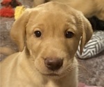 Small Photo #9 Labrador Retriever Puppy For Sale in SPOTSYLVANIA, VA, USA