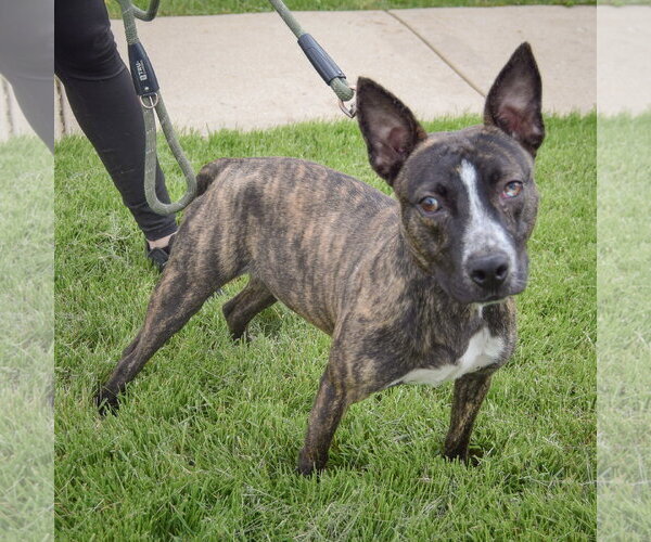 Medium Photo #3 American Staffordshire Terrier-Boston Terrier Mix Puppy For Sale in Huntley, IL, USA