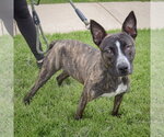 Small #2 American Staffordshire Terrier-Boston Terrier Mix