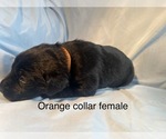 Small #4 Labrador Retriever