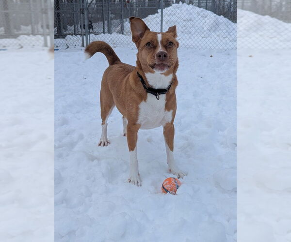 Medium Photo #4 Shiba Inu-Unknown Mix Puppy For Sale in Muskegon, MI, USA