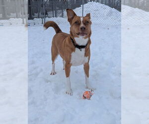 Dior - Female Shiba Inu-Unknown Mix Dog for Adoption - Photo #4