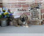 Small #7 Poodle (Miniature)