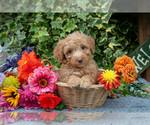 Puppy Brownie Poodle (Miniature)