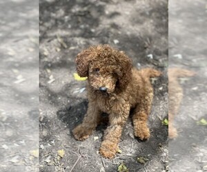 Goldendoodle (Miniature) Puppy for sale in WARWICK, RI, USA