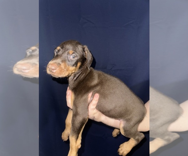 Medium Photo #1 Doberman Pinscher Puppy For Sale in DALLAS, TX, USA