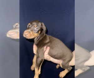 Medium Doberman Pinscher