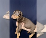 Puppy 7 Doberman Pinscher