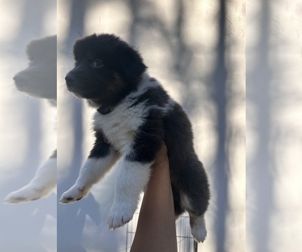 Medium Photo #1 Australian Shepherd Puppy For Sale in TYLER, TX, USA