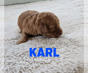 Goldendoodle (Miniature) Puppy for sale in GRAND RAPIDS, MI, USA