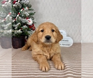 Golden Retriever Puppy for sale in GREENFIELD, IN, USA