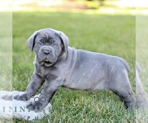Cane Corso Puppy for sale in LANCASTER, PA, USA
