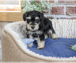 Small #3 Schnauzer (Miniature)