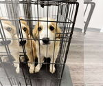 Small #3 Australian Shepherd-Great Pyrenees Mix