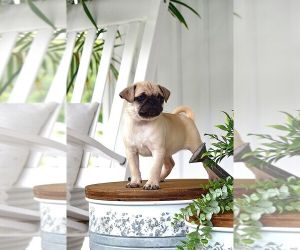 Medium Photo #3 Pug Puppy For Sale in HARTLY, DE, USA