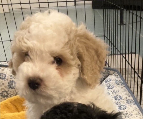 Medium Photo #5 Poochon Puppy For Sale in AUBURN, MA, USA