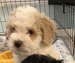 Small Photo #5 Poochon Puppy For Sale in AUBURN, MA, USA
