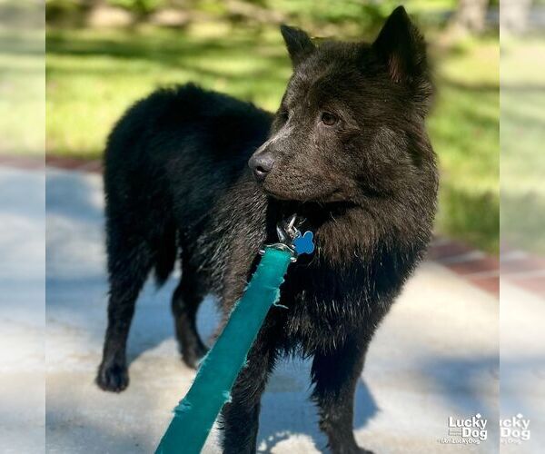 Medium Photo #5 Chow Chow-Unknown Mix Puppy For Sale in Washington, DC, USA