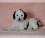 Small Photo #1 Poodle (Standard)-Shepadoodle Mix Puppy For Sale in FREDERICKSBG, OH, USA