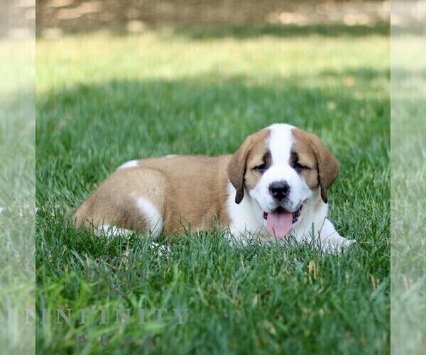 Medium Photo #2 Saint Bernard Puppy For Sale in STRASBURG, PA, USA